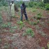 linning and pegging cocoa farm during ffs